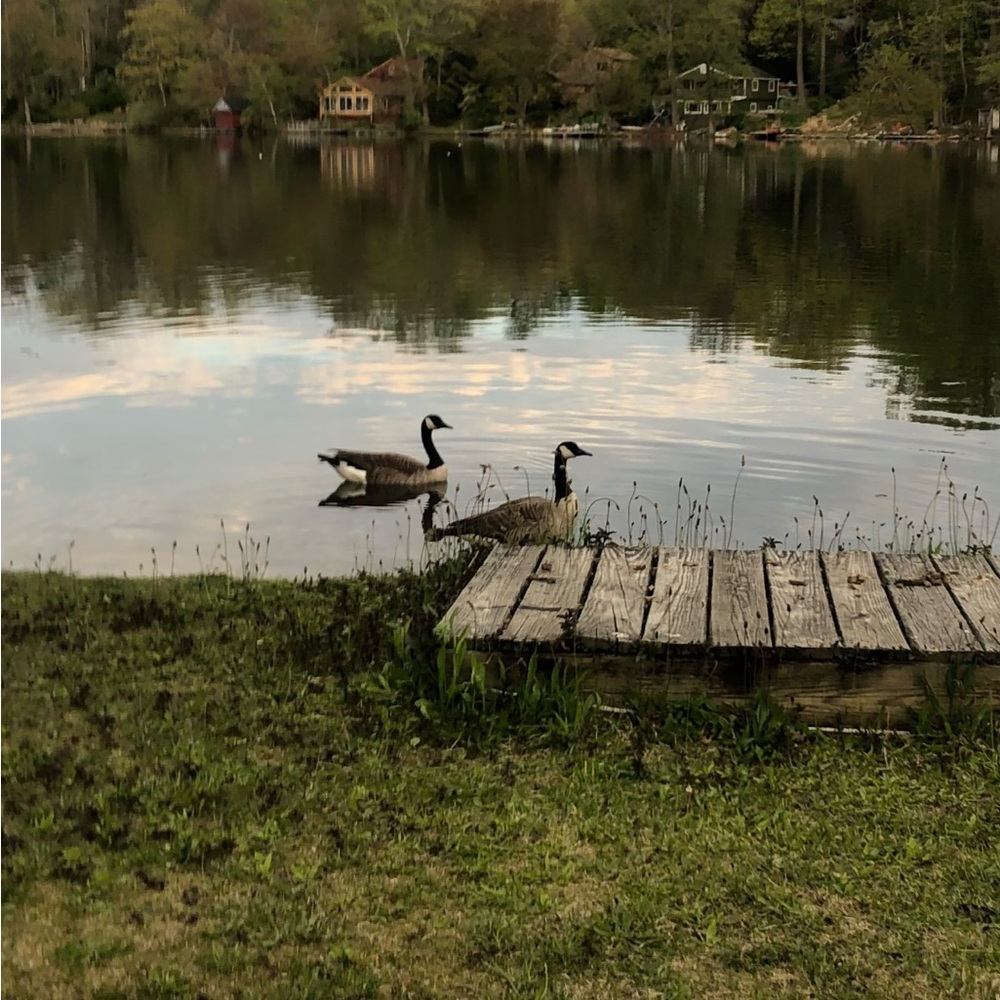 Deluxe Bird Dock Platform